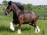 Art, culture, traditions, sightseeing - United Kingdom Cheshire - Tour - photo image