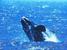 Active, adventure & nature - South Africa Cape Town - Tour - photo image