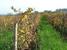 Art, culture, traditions, sightseeing - South Africa Stellenbosch - Tour - photo image